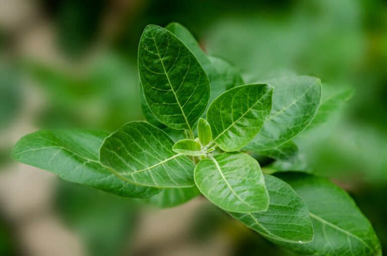 ashwagandha pflanze nahaufnahme